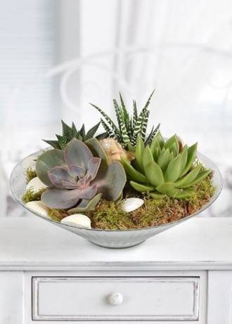 Succulent Tasarım