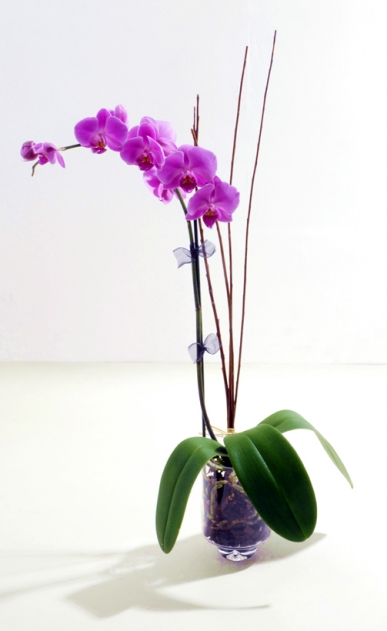yurt dışı orkide gönder