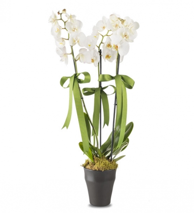 çift dallı beyaz orkide 