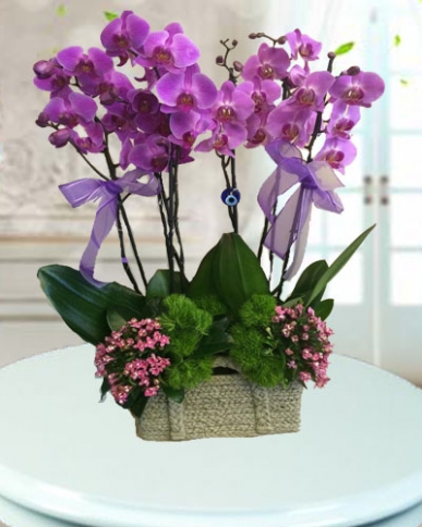 4 dallı pembe orkide