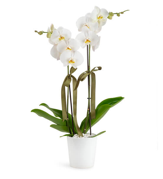 Çift Dallı Beyaz Orkide 